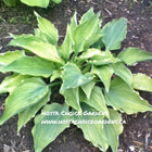 Hosta 'Fallen Angel' in a garden setting displaying leaves that are grayish-green with speckling. 