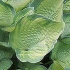 A close-up of a leaf of Hosta 'Final Summation' showing the subtle variegation and heavy dimpling to the slightly cupped leaf.