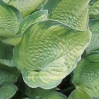 A close-up of a leaf of Hosta 'Final Summation' showing the subtle variegation and heavy dimpling to the slightly cupped leaf.