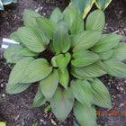 A close-up of Hosta 'First Blush 'in the garden displaying shiny green leaves that are blushing red.