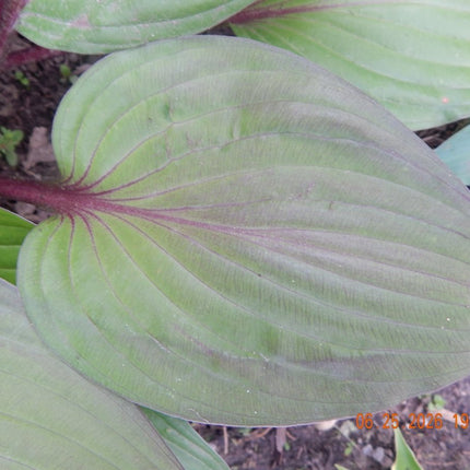 A close up of a single leaf of Hosta 'First Blush' displaying the start of it's burgundy blushing.