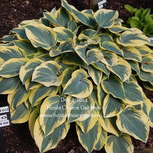 'First Frost' hosta clump in the Spring. Leaves displaying a blue-green centre and yellow margin. Hosta Choice Gardens.