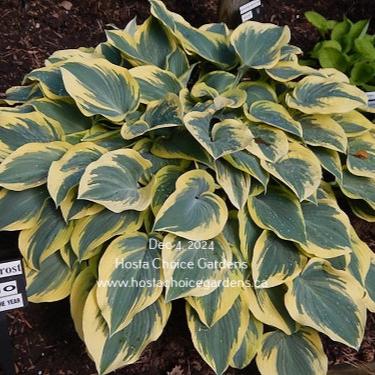 'First Frost' hosta clump in the Spring. Leaves displaying a blue-green centre and yellow margin. Hosta Choice Gardens.