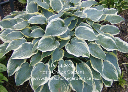 'First Frost' hosta clump in the Fall. Leaves displaying a blue-green centre and a white margin. Hosta Choice Gardens