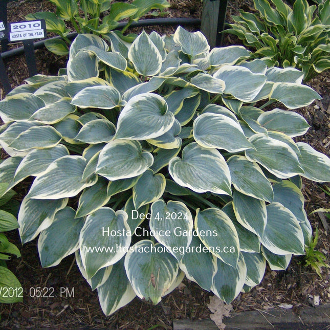 'First Frost' hosta clump in the Fall. Leaves displaying a blue-green centre and a white margin. Hosta Choice Gardens