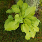 A potted Hosta 'Five O'clock shadow displayed at the base of a tree showing it's Spring colours.