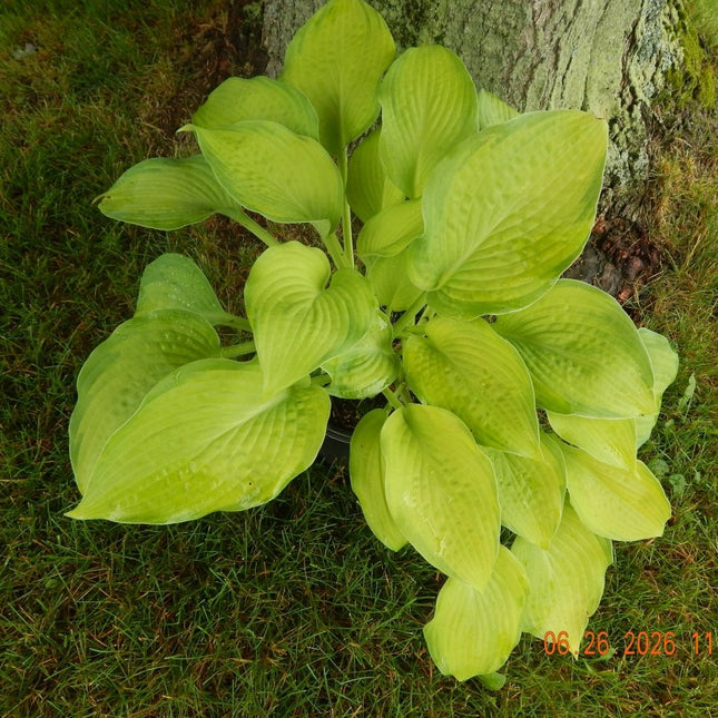 A potted Hosta 'Five O'clock shadow displayed at the base of a tree showing it's Spring colours.