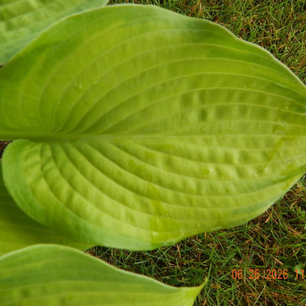 A close up of the Spring-time colouring of a leaf of Hosta 'Five O'clock Shadow'.