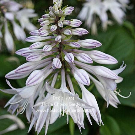 An up close image of the blooms and flowers of Hosta 'Floramora' ,