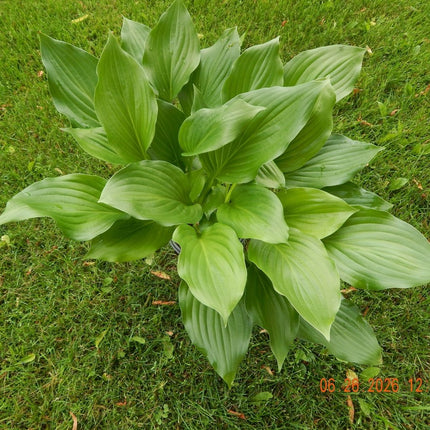 A potted Hosta 'Floramora' showing off it's shiny dark green leaves and pointed leaf tip.