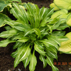 Hosta 'Foxfire Viper' in a display bed of other hostas and making its presence know with it's dark green leaves and narrow white centre stripe.