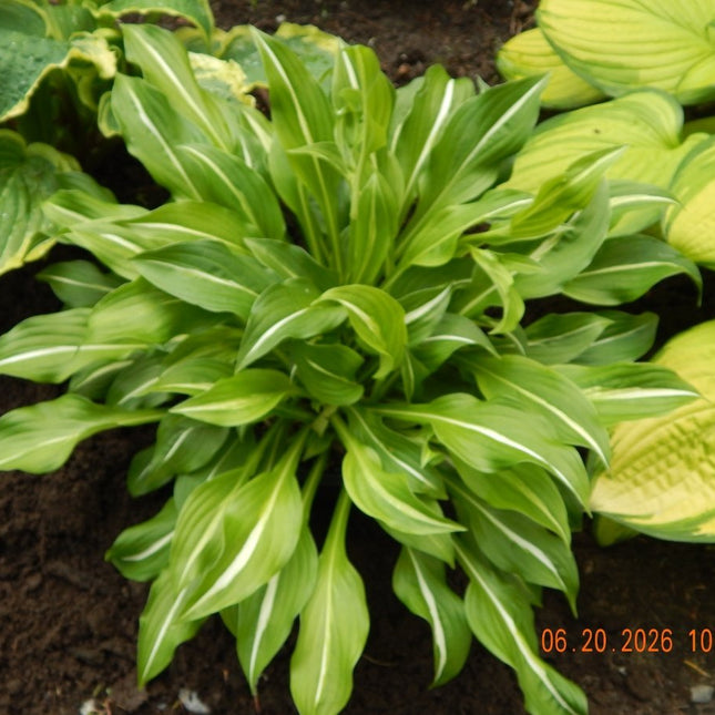Hosta 'Foxfire Viper' in a display bed of other hostas and making its presence know with it's dark green leaves and narrow white centre stripe.