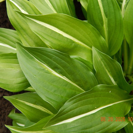 Close-up of a leaf of Hosta 'Foxfire Viper' showing dark green leaves with a distinct narrow white centre strip.