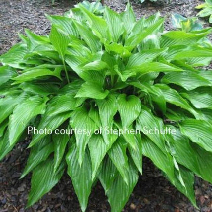 "Hosta 'Foxfire Zulu'  in a garden setting displaying shiny medium-green, narrowly ovate leaves that are deeply veined."