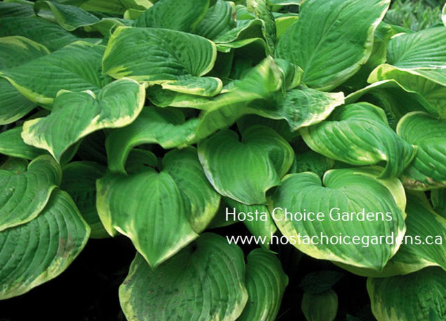 'Fragrant Bouquet' hosta. Beautiful green centre/cream margin and fragrant white flowers.  Hosta Choice Gardens | Canada