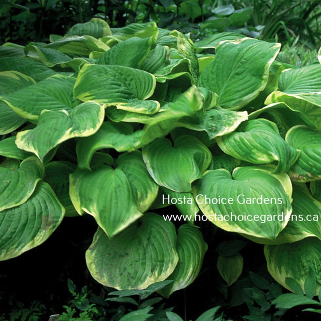 'Fragrant Bouquet' hosta. Beautiful green centre/cream margin and fragrant white flowers.  Hosta Choice Gardens | Canada