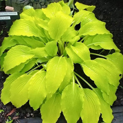 "An immature 'Frisian Pride' clump is displayed in the garden and shows the early season chartreuse colouring of the leaves."