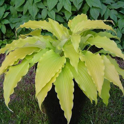 "A mature Hosta 'Frisian Pride' is displayed in a pot and shows the beautiful yellow foliage and rippled leaf margins."