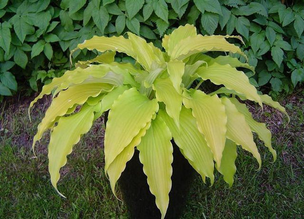"A mature Hosta 'Frisian Pride' is displayed in a pot and shows the beautiful yellow foliage and rippled leaf margins."