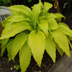 A stunning example of 'Frisian Pride' in a garden setting with it's long arrow-shaped leaves  that are heavily veined an beautifully rippled.