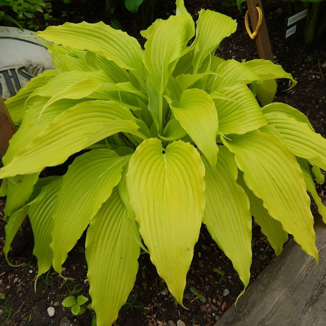 A stunning example of 'Frisian Pride' in a garden setting with it's long arrow-shaped leaves  that are heavily veined an beautifully rippled.