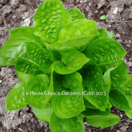 "Hosta 'Fruit Cup' sitting proud in the garden displaying it's dark green leaves that are cupped and heavily corrugated."
