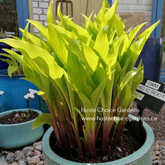 Hosta 'Gaelic Roots' with bright yellow upright foliage and mahogany stems. Beautifully displayed in a ceramic pot.