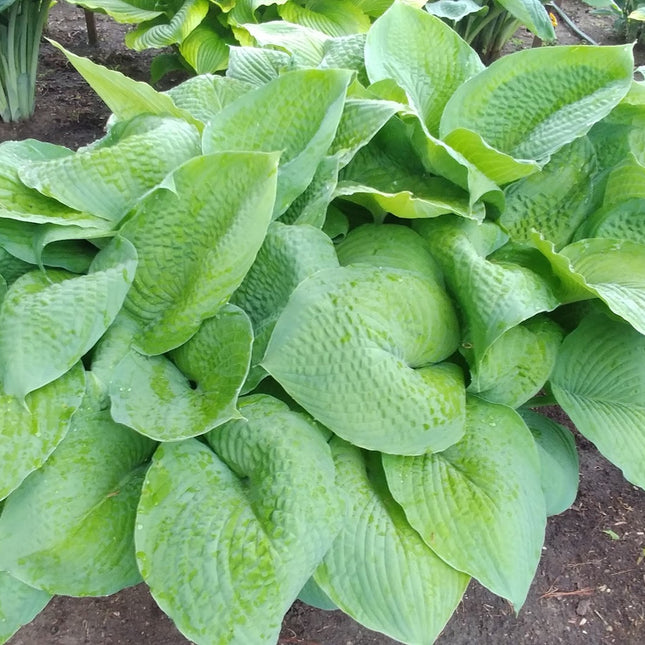 An early season H. 'Garden Party' in a garden setting just beginning to brighten up in the centre of it's huge leaves.