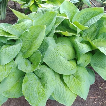 An early season H. 'Garden Party' in a garden setting just beginning to brighten up in the centre of it's huge leaves.