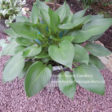 "Hosta 'Gateway Arch' displaying an abundance of dark green, heart shaped leaves."