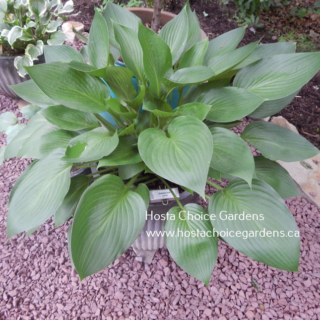 "Hosta 'Gateway Arch' displaying an abundance of dark green, heart shaped leaves."