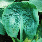 Close-up of a leaf of H. 'Generation X' showing cupping and intense corrugation.