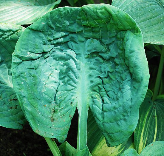 Close-up of a leaf of H. 'Generation X' showing cupping and intense corrugation.