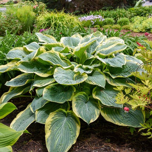 image of Hosta 'Gigantosaurus' in a beautiful garden setting that really emphasizes its massive size.