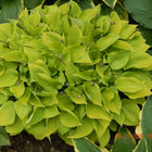 Hosta 'Golden Teacup' | Cupped Gold Miniature Hosta with Heavy Substance - Hosta Choice Gardens