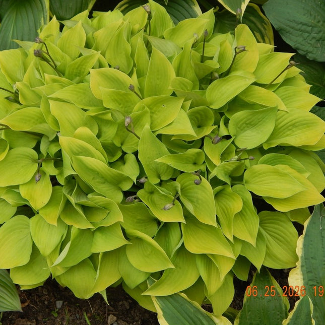 Hosta 'Golden Teacup' | Cupped Gold Miniature Hosta with Heavy Substance - Hosta Choice Gardens