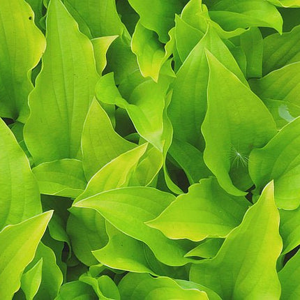" A close-up of the leaves of Hosta 'Golden Wampum' displaying bright chartreuse leaves that have a rippled edge."