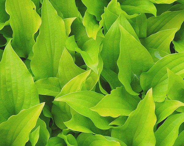 " A close-up of the leaves of Hosta 'Golden Wampum' displaying bright chartreuse leaves that have a rippled edge."