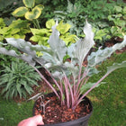 Hosta 'Hammerin Cameron' | Blue, Pink Petioles, Ruffled, Upright - Hosta Choice Gardens