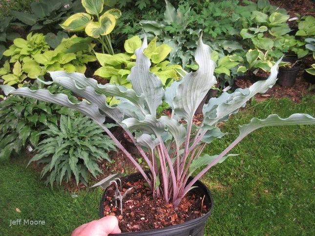 Hosta 'Hammerin Cameron' | Blue, Pink Petioles, Ruffled, Upright - Hosta Choice Gardens