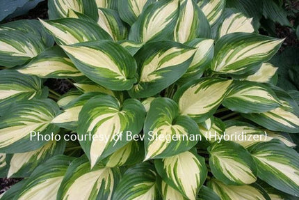 "Hosta 'Hearts on Fire' showcasing its creamy white centre and margin with two distinct green tones."