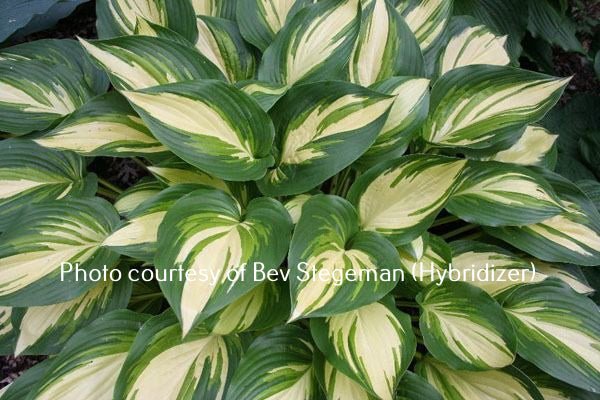 "Hosta 'Hearts on Fire' showcasing its creamy white centre and margin with two distinct green tones."