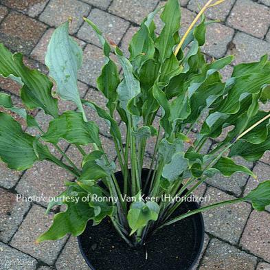 "Hosta 'Holar Wild Side' displayed in a pot and showing a wonderful waviness in lance-shaped green leaves."