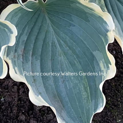An image of a leaf of Hosta 'Hope Springs Eternal' with it's blue-grey centre and rippled cream coloured margin.