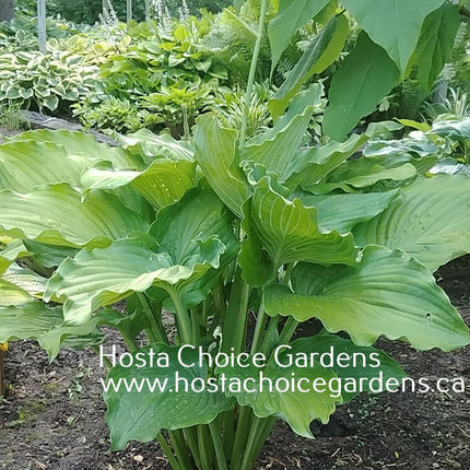 Hosta 'In The Line of Duty' displayed in a garden setting and showing off it's vase shaped form and heavily rippled leaves.