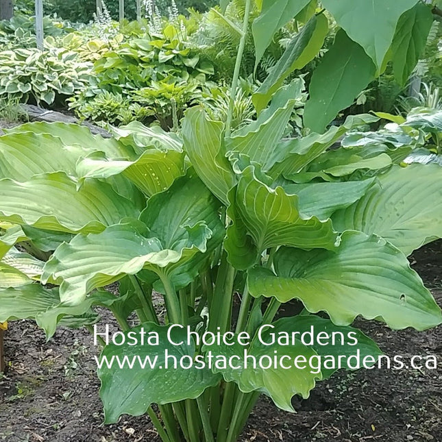 Hosta 'In The Line of Duty' displayed in a garden setting and showing off it's vase shaped form and heavily rippled leaves.