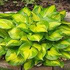 Hosta 'Lakeside Banana Bay' a variegated green and yellow hosta shows its colours in a garden setting with stones and grass.
