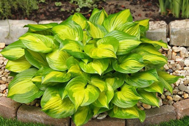 Hosta 'Lakeside Banana Bay' a variegated green and yellow hosta shows its colours in a garden setting with stones and grass.