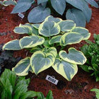 Hosta 'Lakeside Dream On' displayed in a garden bed and showing off it's wide creamy-white border and frosty green centre.