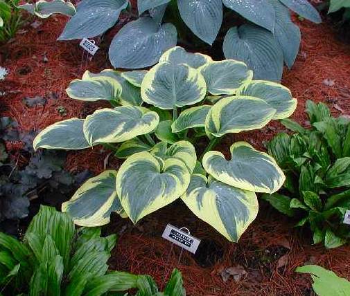 Hosta 'Lakeside Dream On' displayed in a garden bed and showing off it's wide creamy-white border and frosty green centre.
